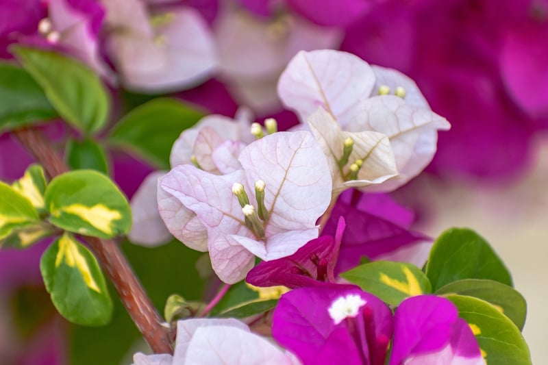 Vibrant Bougainvillea Bloom