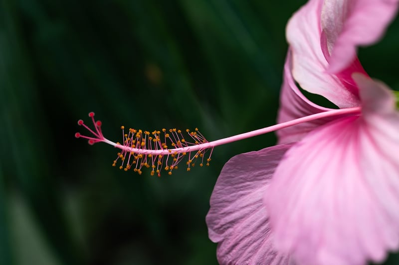 Tropical Hibiscus Bloom