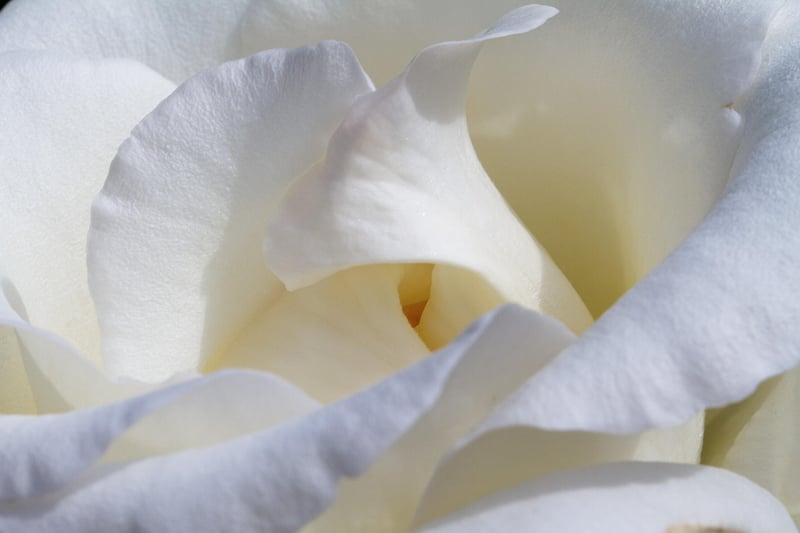 Colorful Rose Bloom